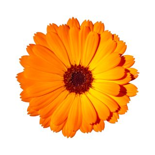 Estratto di Calendula