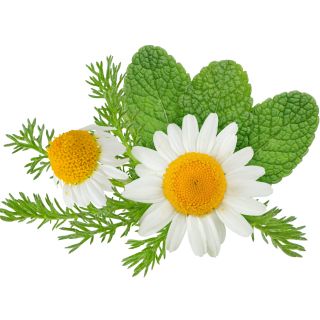 Estratto di Camomilla